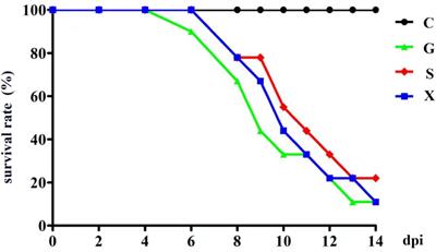 Study on the effect of koumiss on reactivation of Toxoplasma gondii infection